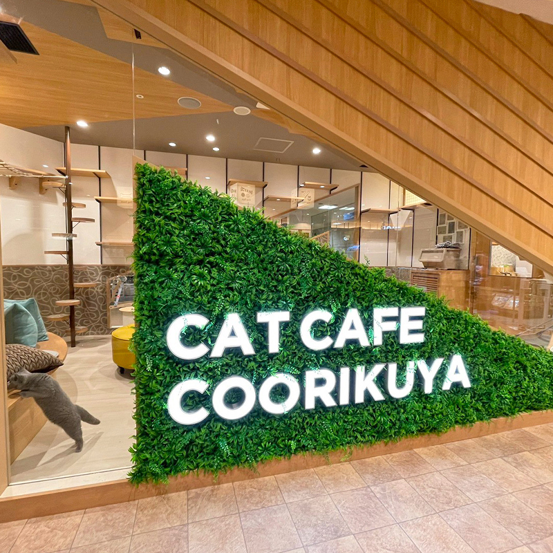 シーモール下関店 猫カフェなら猫喫茶空陸家 猫と過ごすカフェ