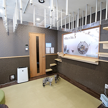 小山店 猫カフェなら猫喫茶空陸家 猫と過ごすカフェ 小山店 猫カフェなら猫喫茶空陸家 猫と過ごすカフェ