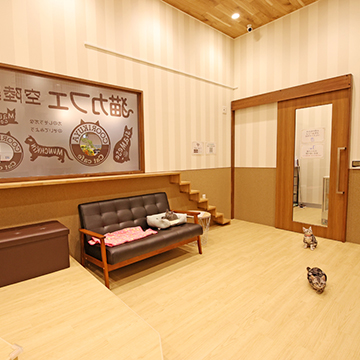 春日井店 猫カフェなら猫喫茶空陸家 猫と過ごすカフェ