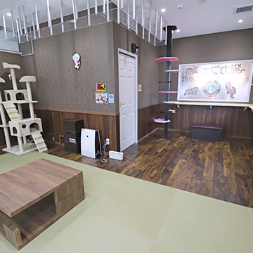 東船橋店 猫カフェなら猫喫茶空陸家 猫と過ごすカフェ