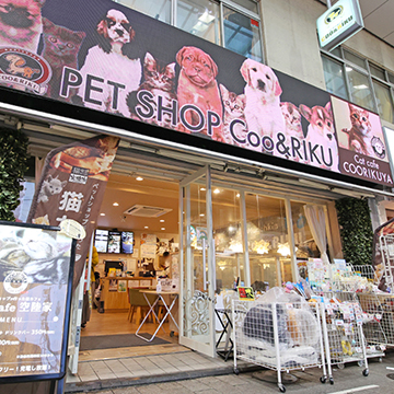 高円寺ジャングル店 猫カフェなら猫喫茶空陸家 猫と過ごすカフェ