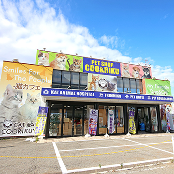 秋田店 猫カフェなら猫喫茶空陸家 猫と過ごすカフェ