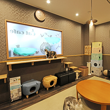 秋田店 猫カフェなら猫喫茶空陸家 猫と過ごすカフェ